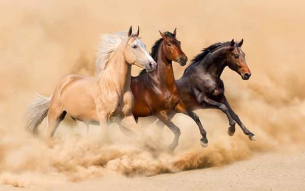 اسب بخار