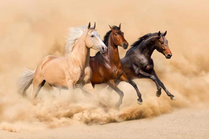 اسب بخار